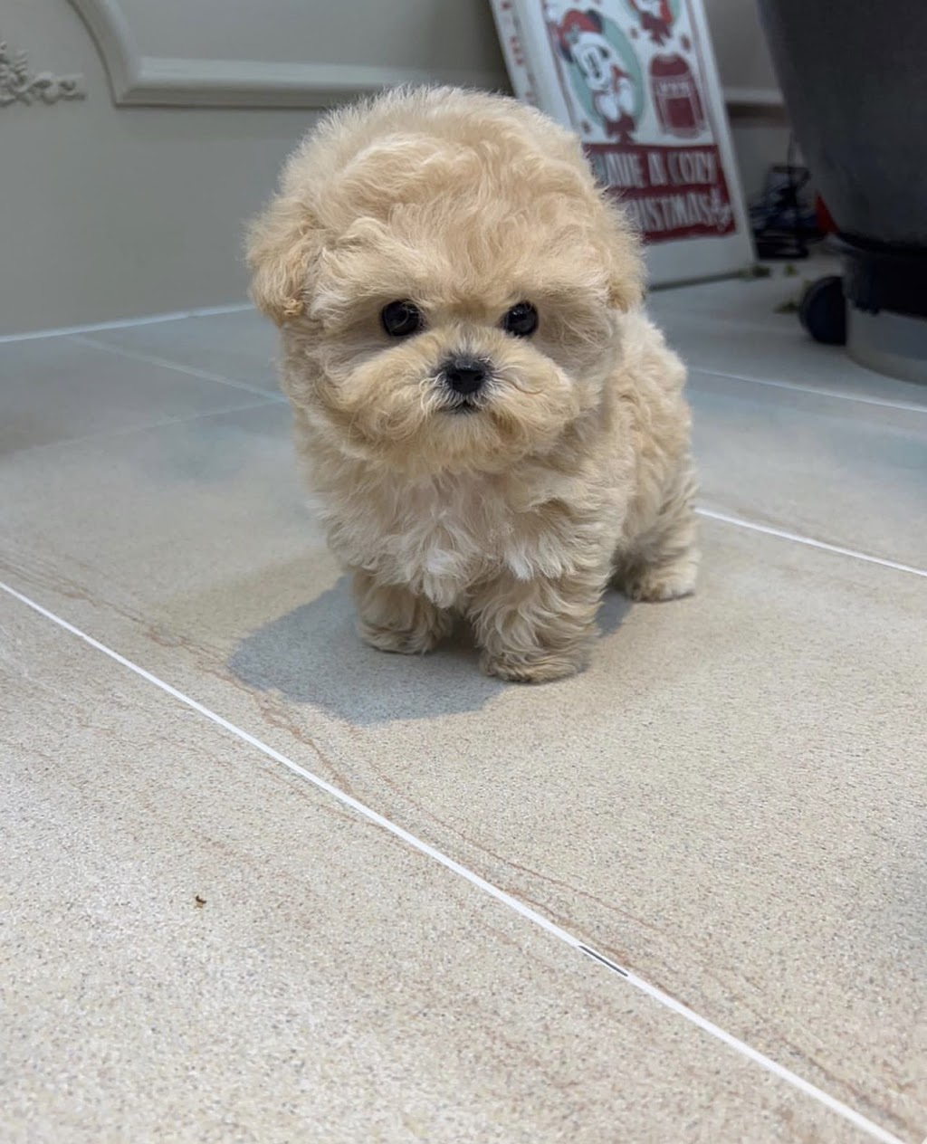 Teacup Dogyam Puppies For Sald | 108 Hendon Ave, North York, ON M2M 1A2, Canada | Phone: (574) 777-3177