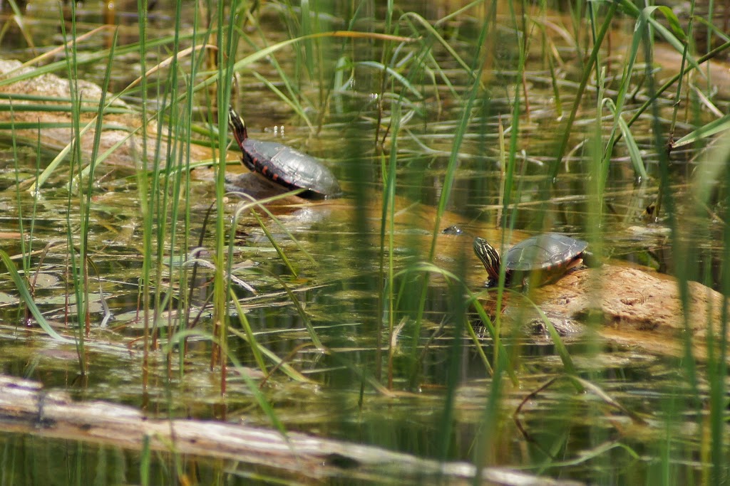 Fletcher Creek Ecological Preserve | Concession Rd 7, Puslinch, ON N0B 2J0, Canada