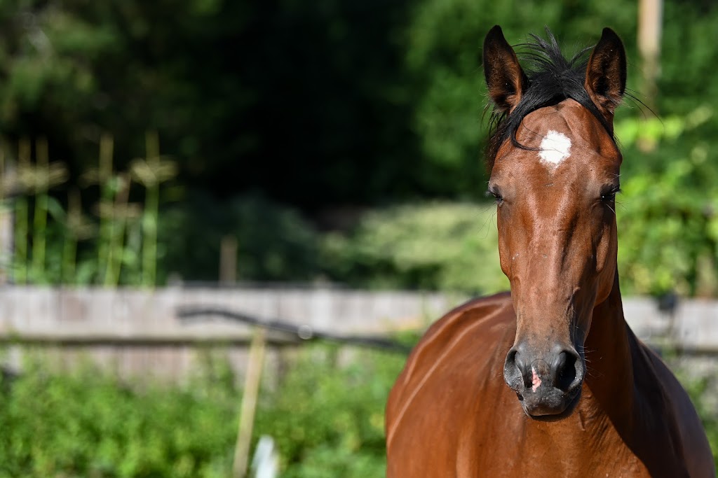 Abbey Road Farm | 3260 Doupe Rd, Duncan, BC V9L 6P1, Canada | Phone: (250) 732-3525