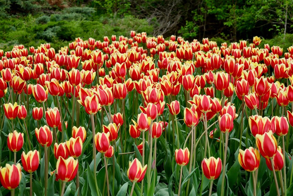 Canadian Tulip Festival | Queen Elizabeth Driveway, Ottawa, ON K1S 5K7, Canada | Phone: (800) 668-8547