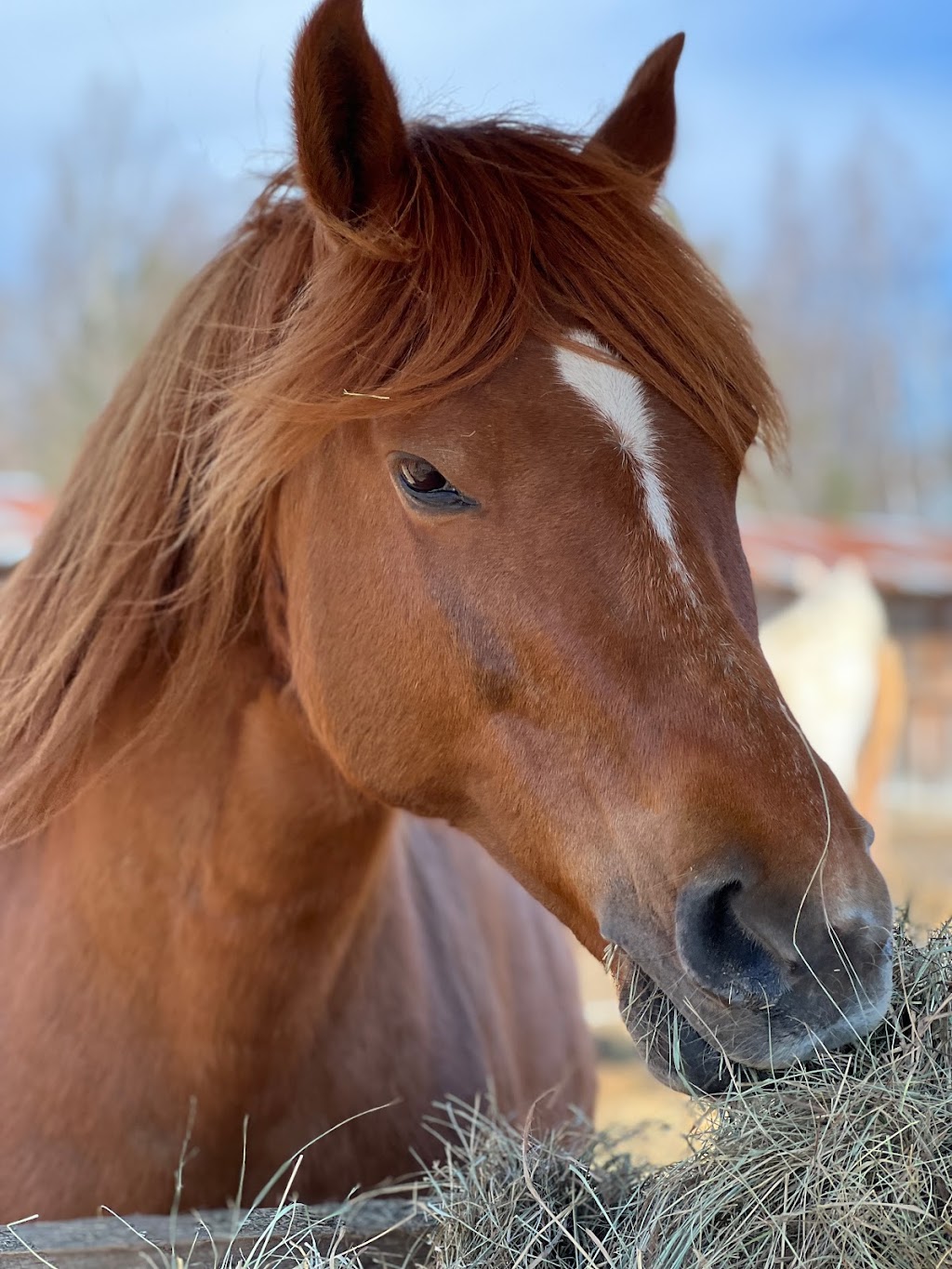 SVM Animotion | 2955 Bd du Curé Labelle, Prévost, QC J0R 1T0, Canada | Phone: (514) 576-5597