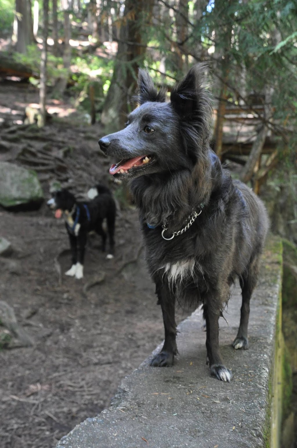 Bark Pet Care and Dog Walking | 1673 Woods Rd, Bowen Island, BC V0N 1G2, Canada | Phone: (778) 898-5950