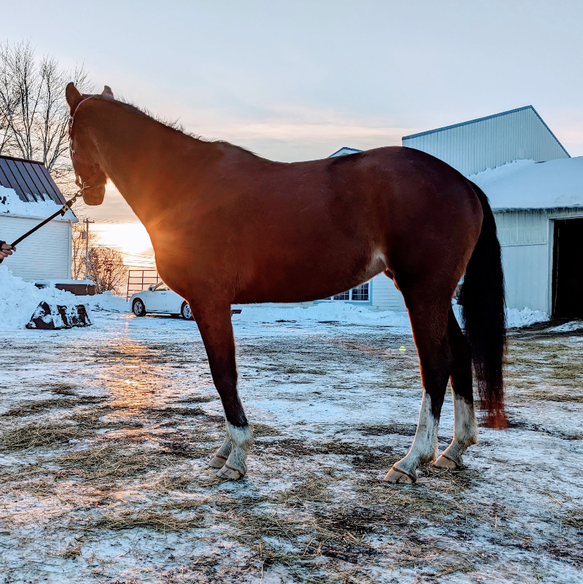 Vintage Oasis Farm | 775 Bd Saint-Luc, Saint-Jean-sur-Richelieu, QC J2W 2G6, Canada | Phone: (514) 883-2315