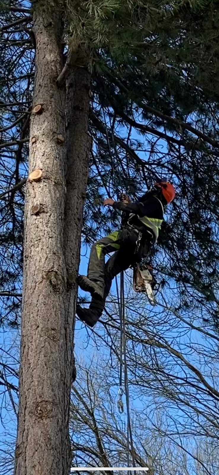 Brave Brothers Tree Experts Ltd. | 6461 129a St, Surrey, BC V3W 0E4, Canada | Phone: (778) 878-4330