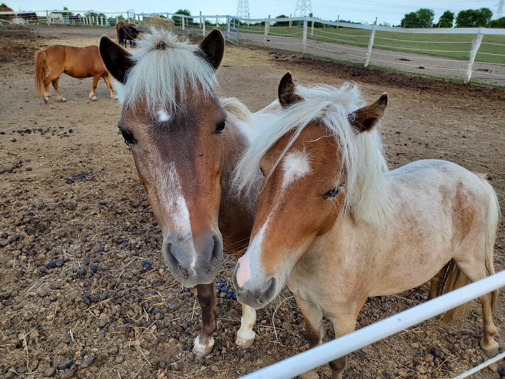 Absolute Equestrian Centre | 2077 Bloor St, Bowmanville, ON L1C 0Z9, Canada | Phone: (905) 626-7026