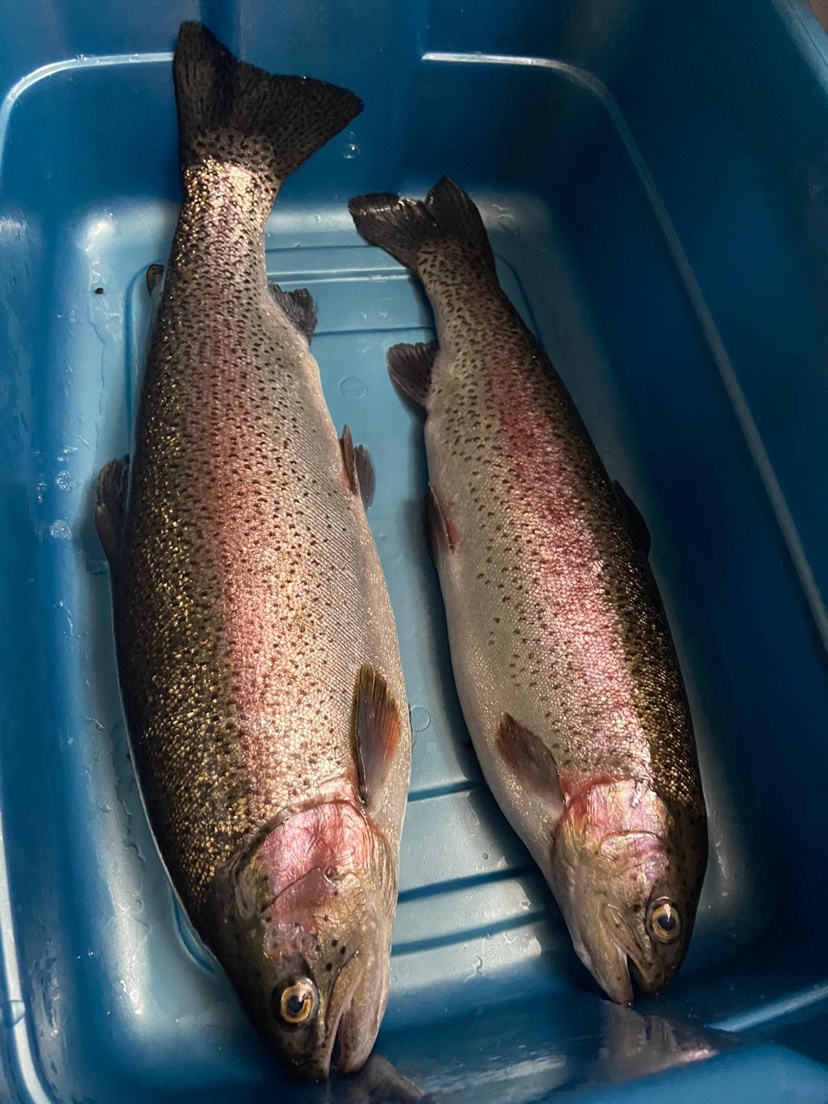 Alberta Trout Inc | 240082 Lott Creek Blvd, Calgary, AB T3Z 2V4, Canada | Phone: (403) 606-3653