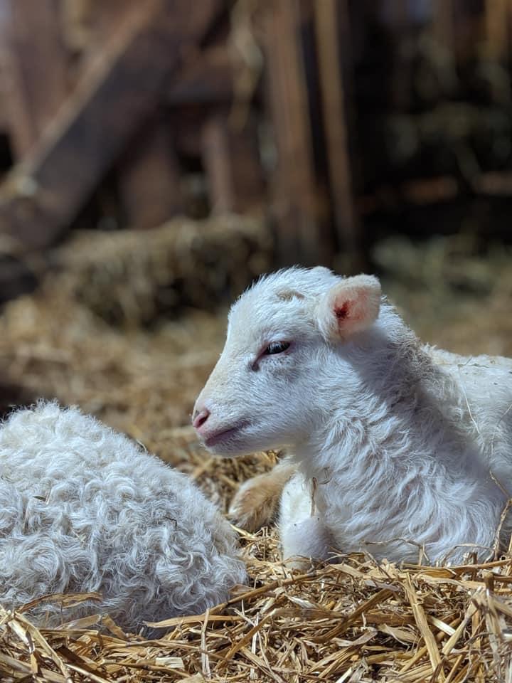 La Ferme Gueule fine | 1582 Rang St Gabriel N, Sainte-Marie, QC G6E 3A8, Canada | Phone: (418) 389-5756