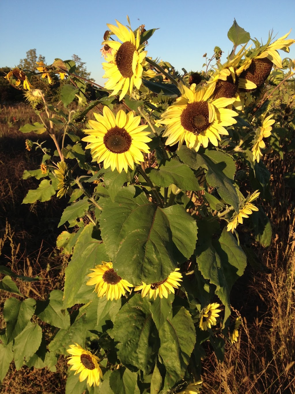 Fosters Family Farm | 609 County Rd 25, Midland, ON L4R 4K4, Canada | Phone: (705) 526-8149