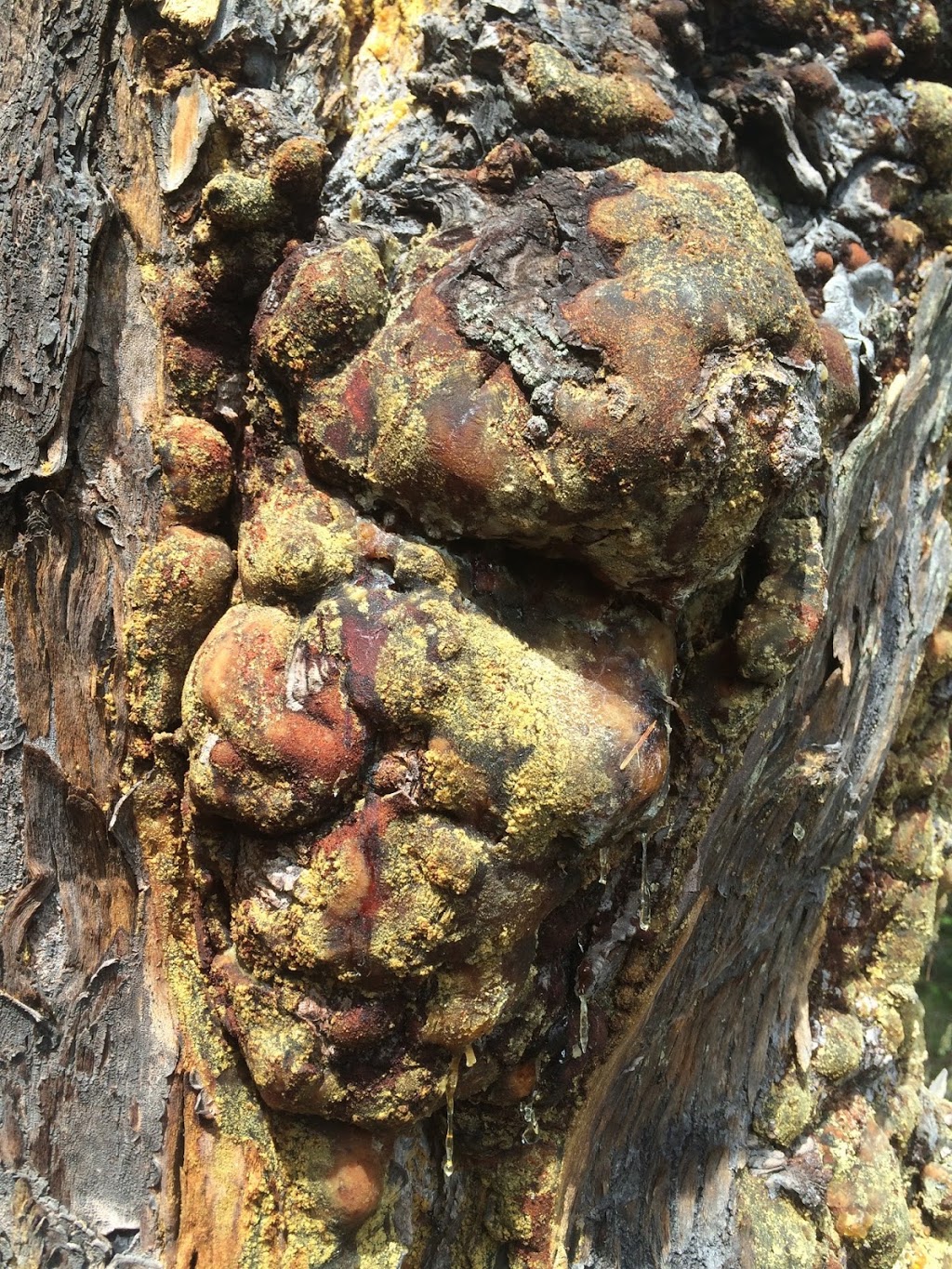 Medicine Beach Sanctuary | Pender Island, BC V0N 2M2, Canada