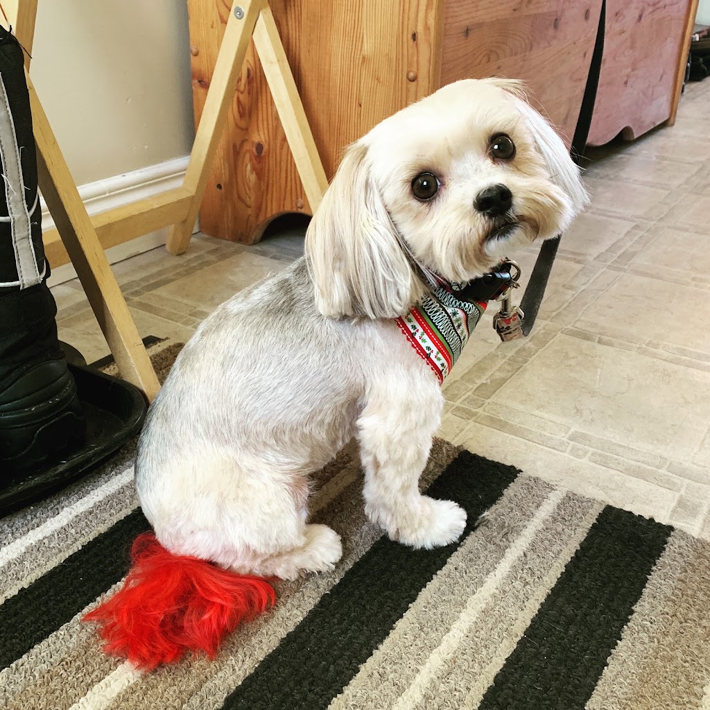 Wags To Riches Dog Grooming | 15 Harris Ave, Friedensruh, MB R6W 4A1, Canada | Phone: (204) 331-1608