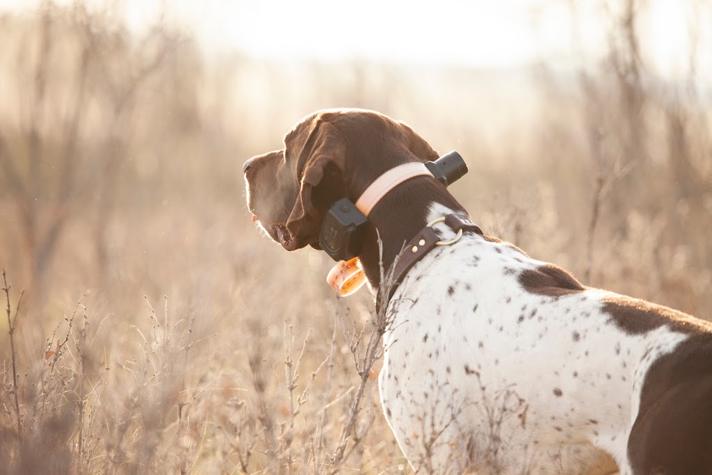 Westrock Kennels | 514004 160 St E, Foothills, AB T1V 1M3, Canada | Phone: (778) 818-1038