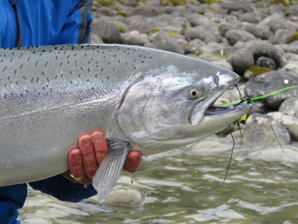 BC Fly Fishing Charters | 25771 124 Ave, Maple Ridge, BC V4R 1B8, Canada | Phone: (778) 242-3474