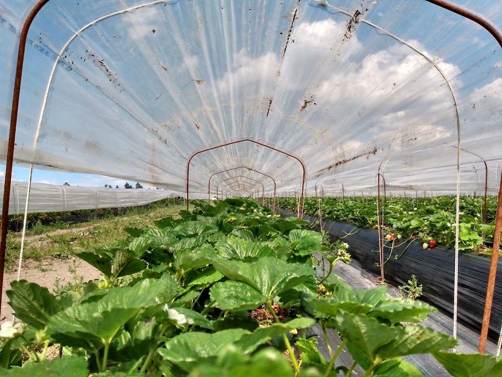 Fraises De LIle DOrleans | 7278 Chem. Royal, Saint-Laurent-de-lÎle-dOrléans, QC G0A 3Z0, Canada | Phone: (418) 995-1281