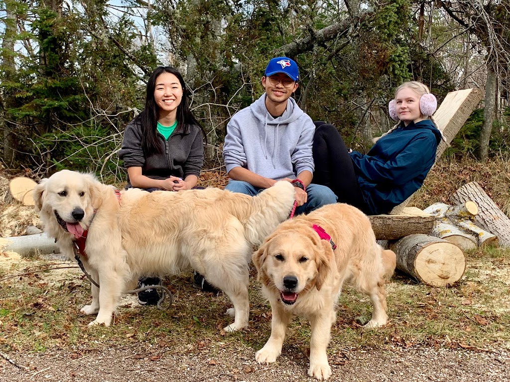 Backroad Golden Retrievers | 10150 Trans-Canada Hwy, Hazelbrook, PE C1B 0S2, Canada | Phone: (902) 569-4956