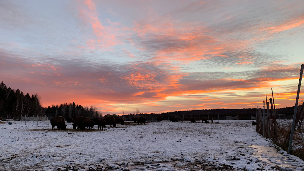 La Terre des Bisons | 6855 Chem. Parkinson, Rawdon, QC J0K 1S0, Canada | Phone: (450) 834-6718