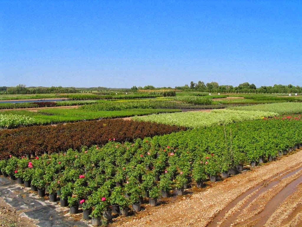 Lakeshore Tree Farms Ltd | 960 Valley Road, Box 92 R.R.#3, Saskatoon, SK S7K 3J6, Canada | Phone: (306) 978-3333