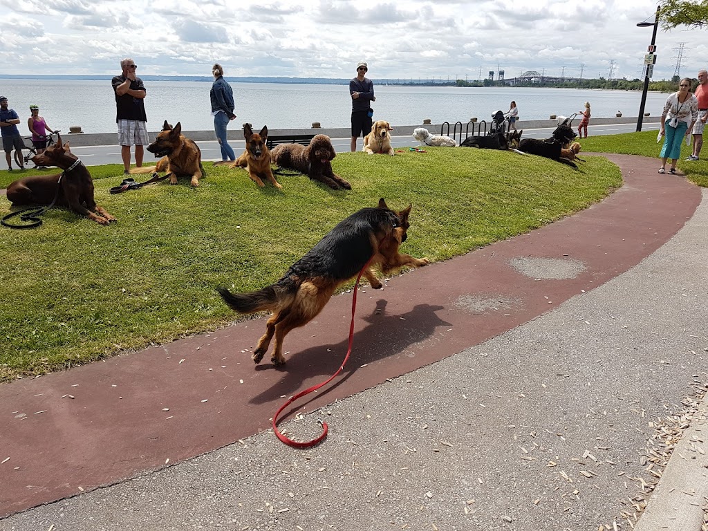 Canine Balance Training | 2487 Industrial St Unit 4 & 5, Burlington, ON L7P 1A6, Canada | Phone: (905) 465-5837