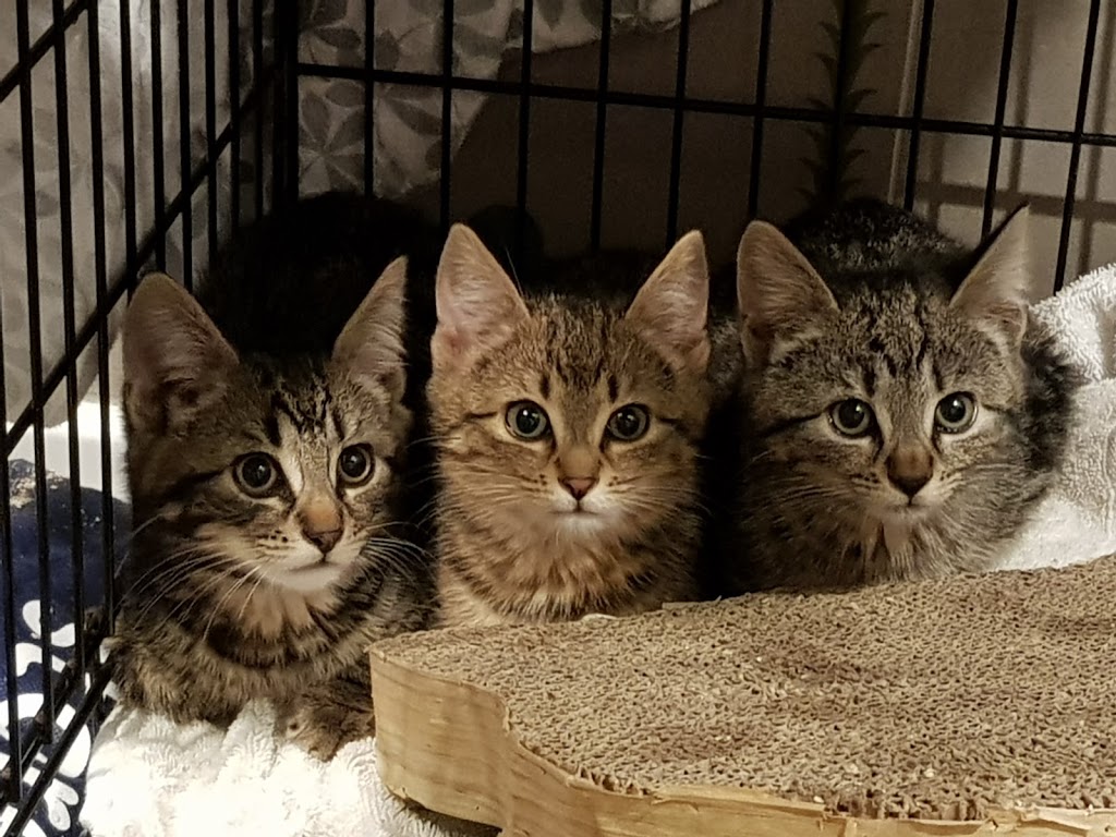 VOKRA - Vancouver Orphan Kitten Rescue | 2028 Wall St, Vancouver, BC V5L 1B1, Canada | Phone: (604) 731-2913