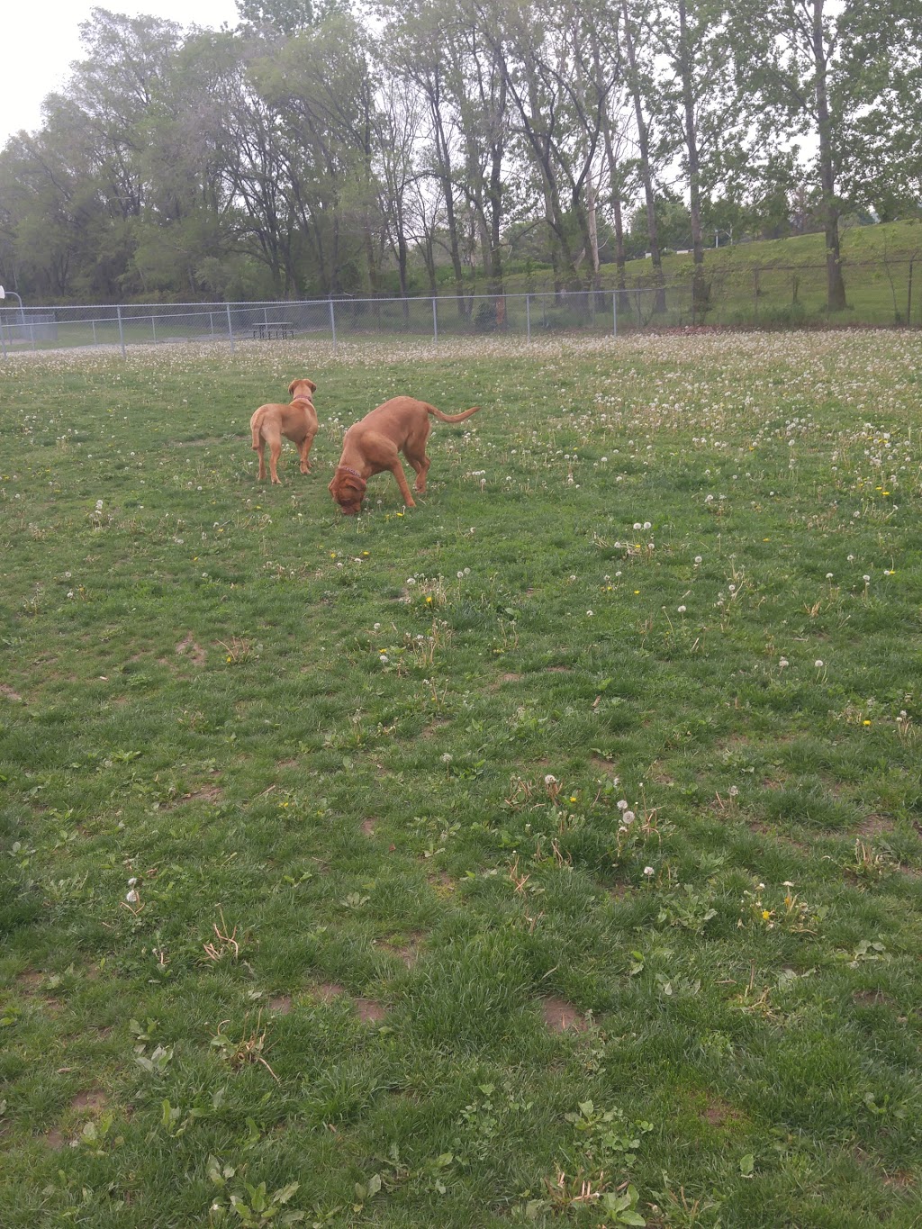 Steve McDonnell Leash Free Dog Park | 170 Lake St, Grimsby, ON L3M 5T3, Canada | Phone: (905) 945-1288