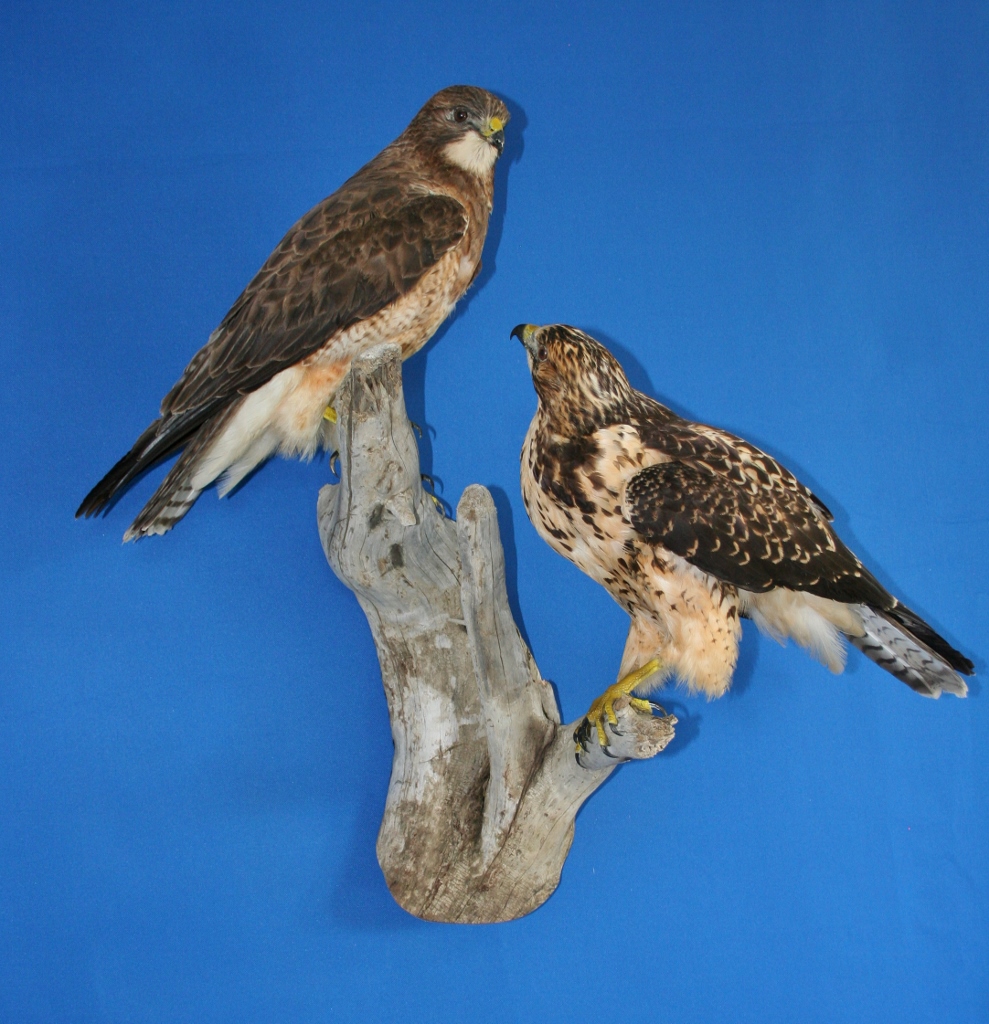 Mountain View Taxidermy | 102 Beech Crescent, Olds, AB T4H 1M1, Canada | Phone: (403) 556-6644