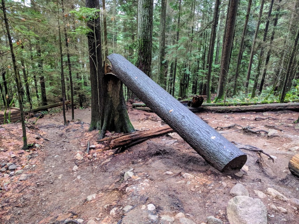 Cove Forest | North Vancouver, BC V7G 1V7, Canada