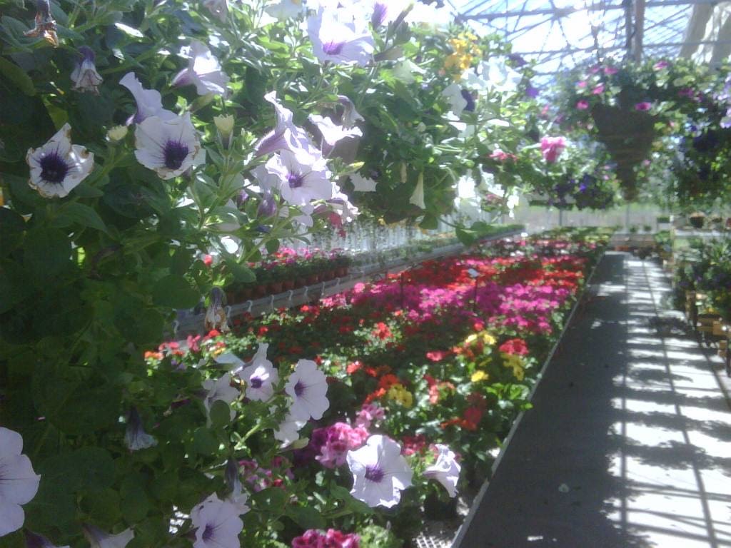 Ferragine Greenhouses | 572 Simcoe Rd, Bradford, ON L3Z 2A6, Canada | Phone: (905) 775-3177