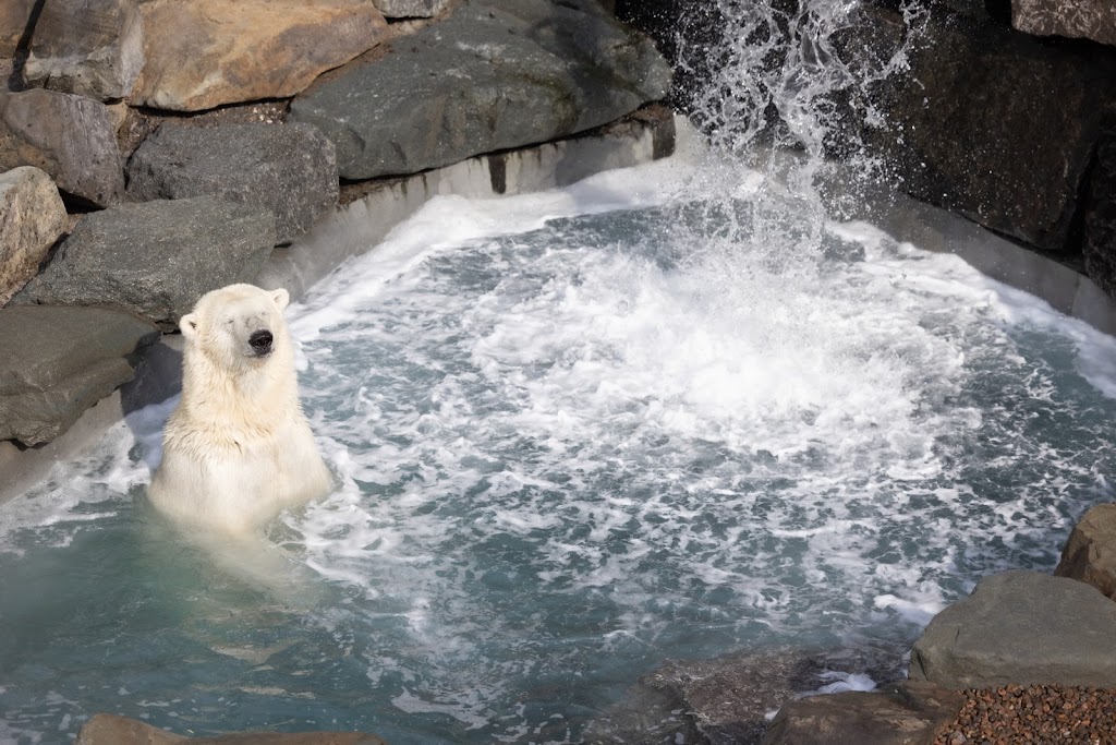 Habitat des ours polaires | 1675 Av. des Hôtels, Québec, QC G1W 4S3, Canada | Phone: (418) 659-5264