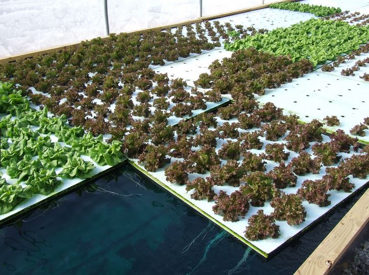 Streamline Aquaponics | 227 2nd Ave E, Owen Sound, ON N4K 2E8, Canada | Phone: (226) 974-2320