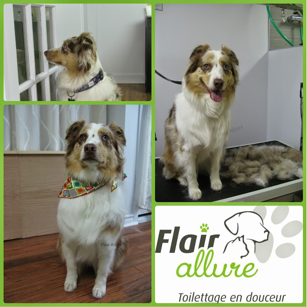 Flair Allure - Toilettage en douceur | 833 Rue DIberville, Boucherville, QC J4B 5E1, Canada | Phone: (514) 299-8784