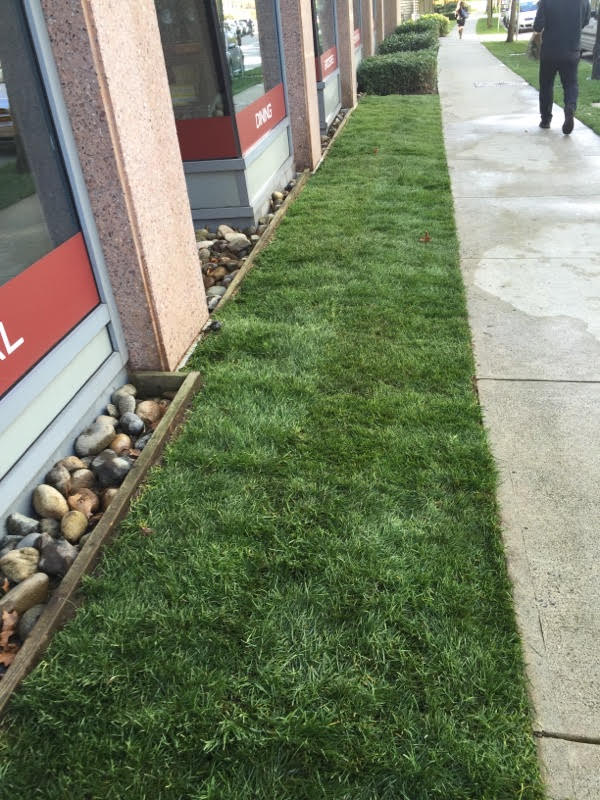 Turf Boys Lawn & Landscape | 21007 92 Ave, Langley City, BC V1M 2C4, Canada | Phone: (604) 309-8798