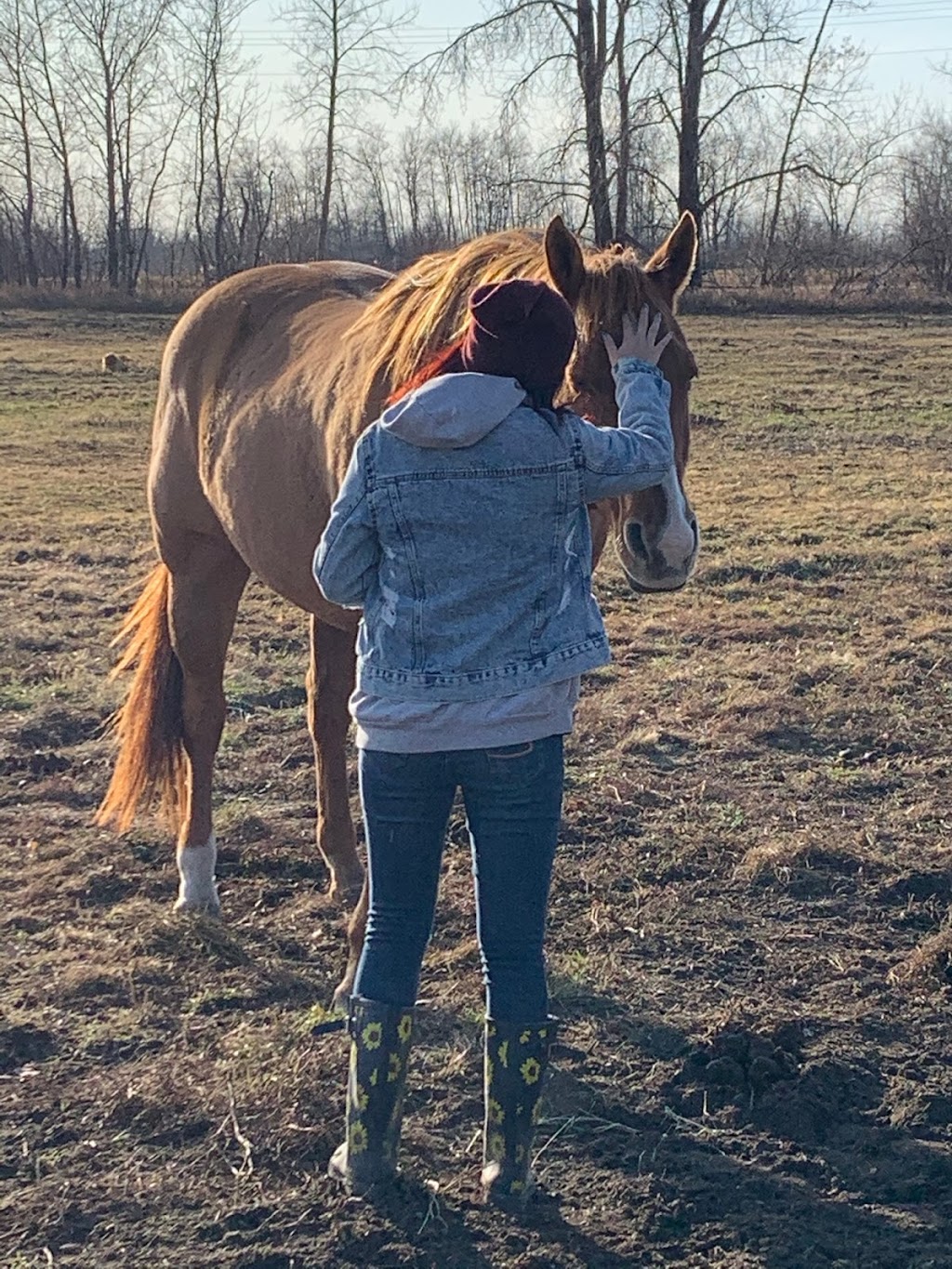 Cloud 9 Equine Therapy | 31061 Ekron Rd 37E, Sarto, MB R0A 0R0, Canada | Phone: (204) 392-6308