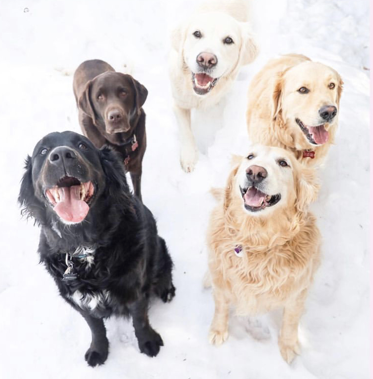 Your Dogs Best Friend | 174 River Ln, Ottawa, ON K1M 1T1, Canada | Phone: (613) 341-6646