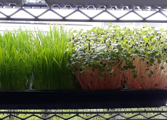 Microgreens St. Catharines | 47 Permilla St, St. Catharines, ON L2S 2G1, Canada | Phone: (418) 932-2275