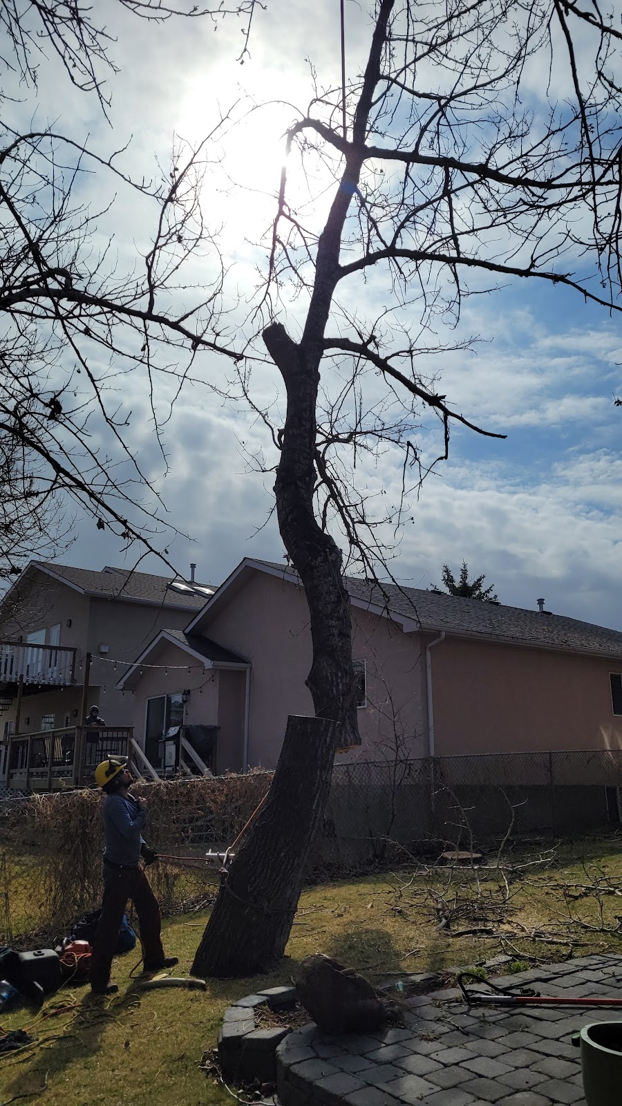 Wileys Tree Services | 128 AB-22, Longview, AB T0L 1H0, Canada | Phone: (403) 479-9122