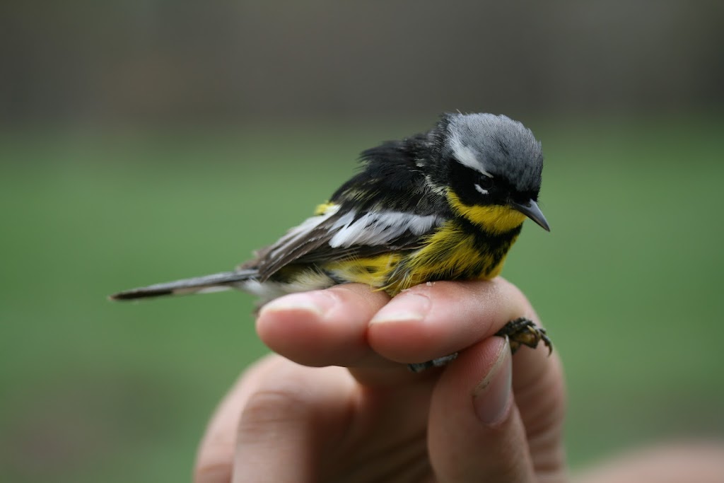 Siège social de lObservatoire doiseaux de Tadoussac | 302 Rue de la Rivière, Grandes-Bergeronnes, QC G0T 1G0, Canada | Phone: (418) 232-6249 ext. 28