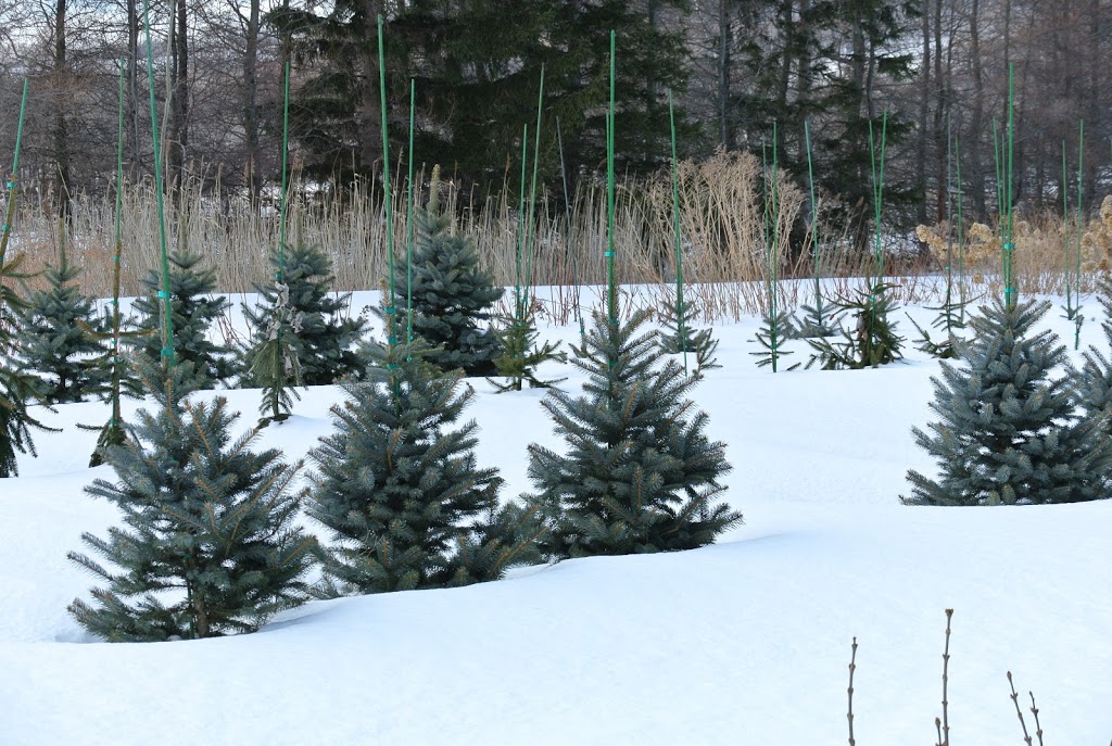 Pépinière Luc B Auclair | 2480 Rang de la Rivière N, Saint-Jean-Baptiste, QC J0L 2B0, Canada | Phone: (450) 464-0330