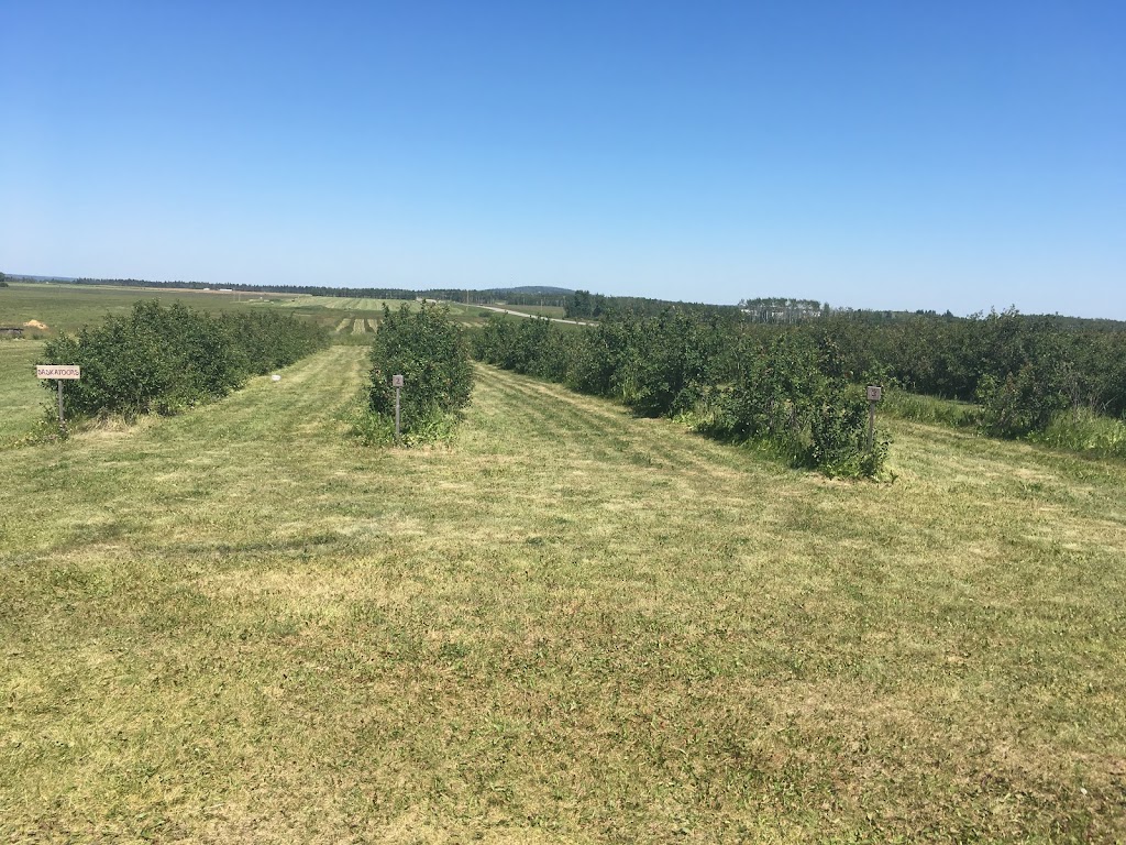 The Saskaberry Ranch | Township Rd 324, Alberta T0M 1X0, Canada | Phone: (403) 507-8994