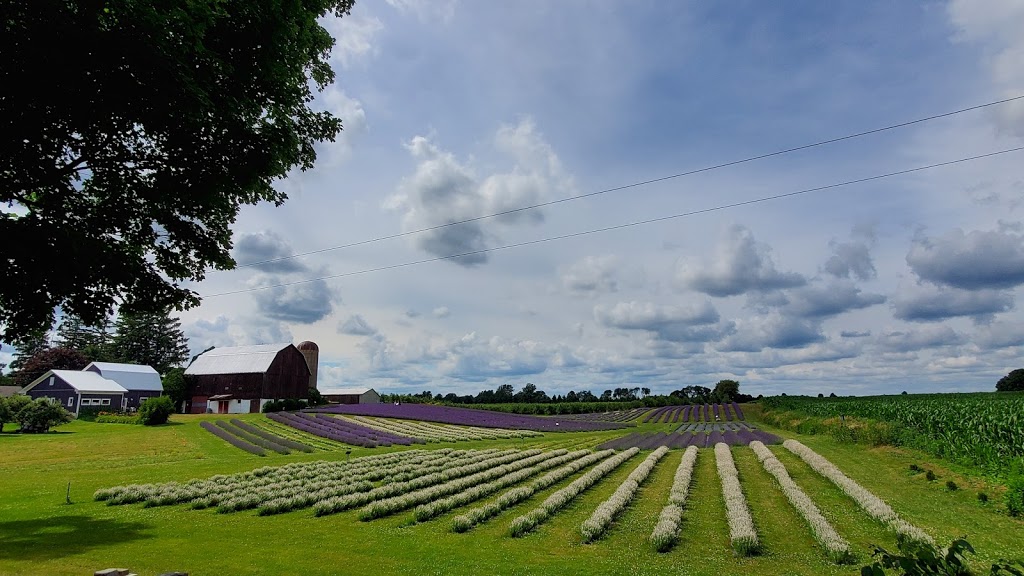 Apple Hill Lavender | 1795 Windham Road 11, Windham Centre, ON N0E 2A0, Canada | Phone: (519) 410-2267