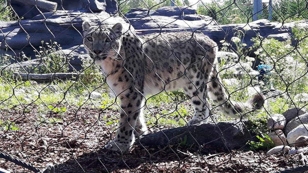 Snow Leopard Exhibit | 2000 Meadowvale Rd, Scarborough, ON M1B 5K7, Canada | Phone: (416) 392-5929