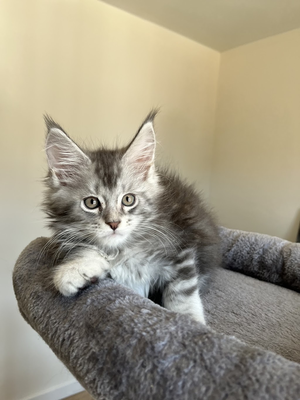 Mycoon, chatterie des Mainecoon | 4e Av, Deux-Montagnes, QC J7R 3B8, Canada | Phone: (438) 969-0380