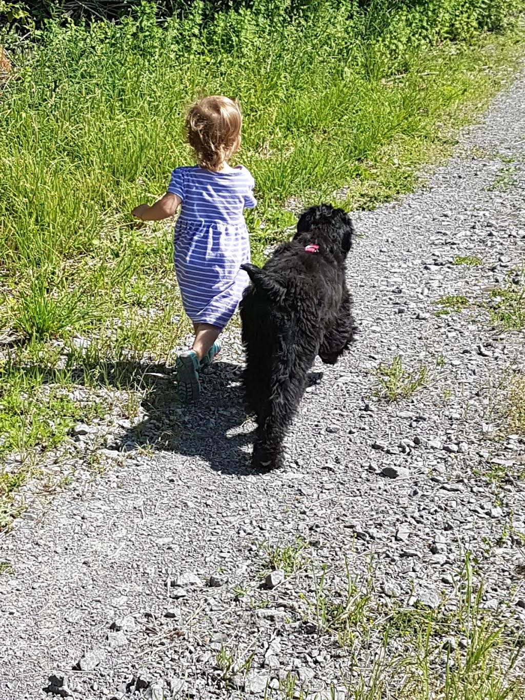 Black Russian Terrier Kennel | Ontario | Iz Teremka BRT Kennel | 5695 2, Odessa, ON K0H 2H0, Canada | Phone: (613) 531-6207