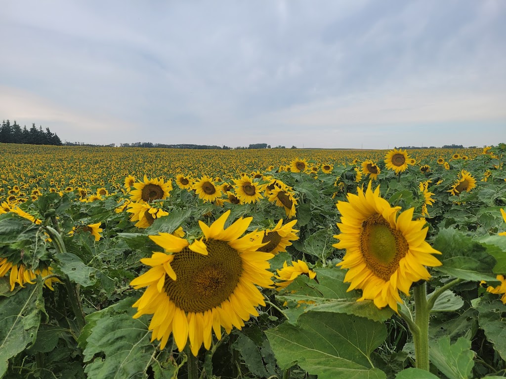 Sunflower Valley Farms | 25528 Township Rd 410, LACOMBE COUNTY, AB T4L 2N4, Canada | Phone: (403) 506-3374