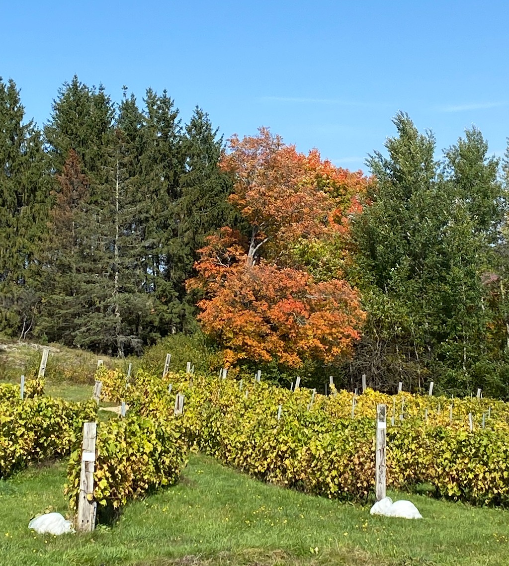 Vignoble Les Farfelus | 1123 Chem. Arel, Melbourne, QC J0B 2B0, Canada | Phone: (514) 730-9918