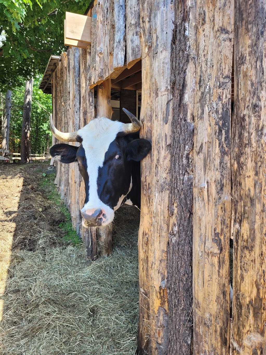 SAFE - Sanctuaire pour animaux de ferme de lEstrie | 508 Rte de Mansonville, Mansonville, QC J0E 1X0, Canada | Phone: (514) 609-8148