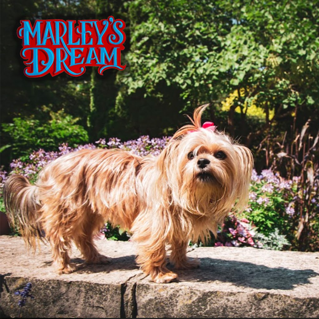 Marleys Dream | 14 Steeplechase Ct, St Thomas, ON N5R 6H5, Canada | Phone: (226) 500-7892