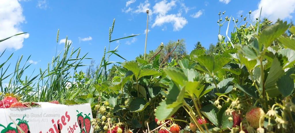 Les Jardins J.A. Ouellet | 1847 Rang St Paul, Saint-Rémi, QC J0L 2L0, Canada | Phone: (450) 454-3871