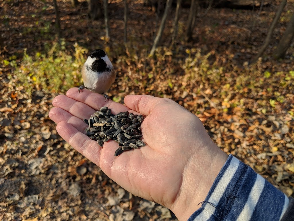 Lemoine Point Conservation Area | Trillium Trail, Kingston, ON K7M, Canada