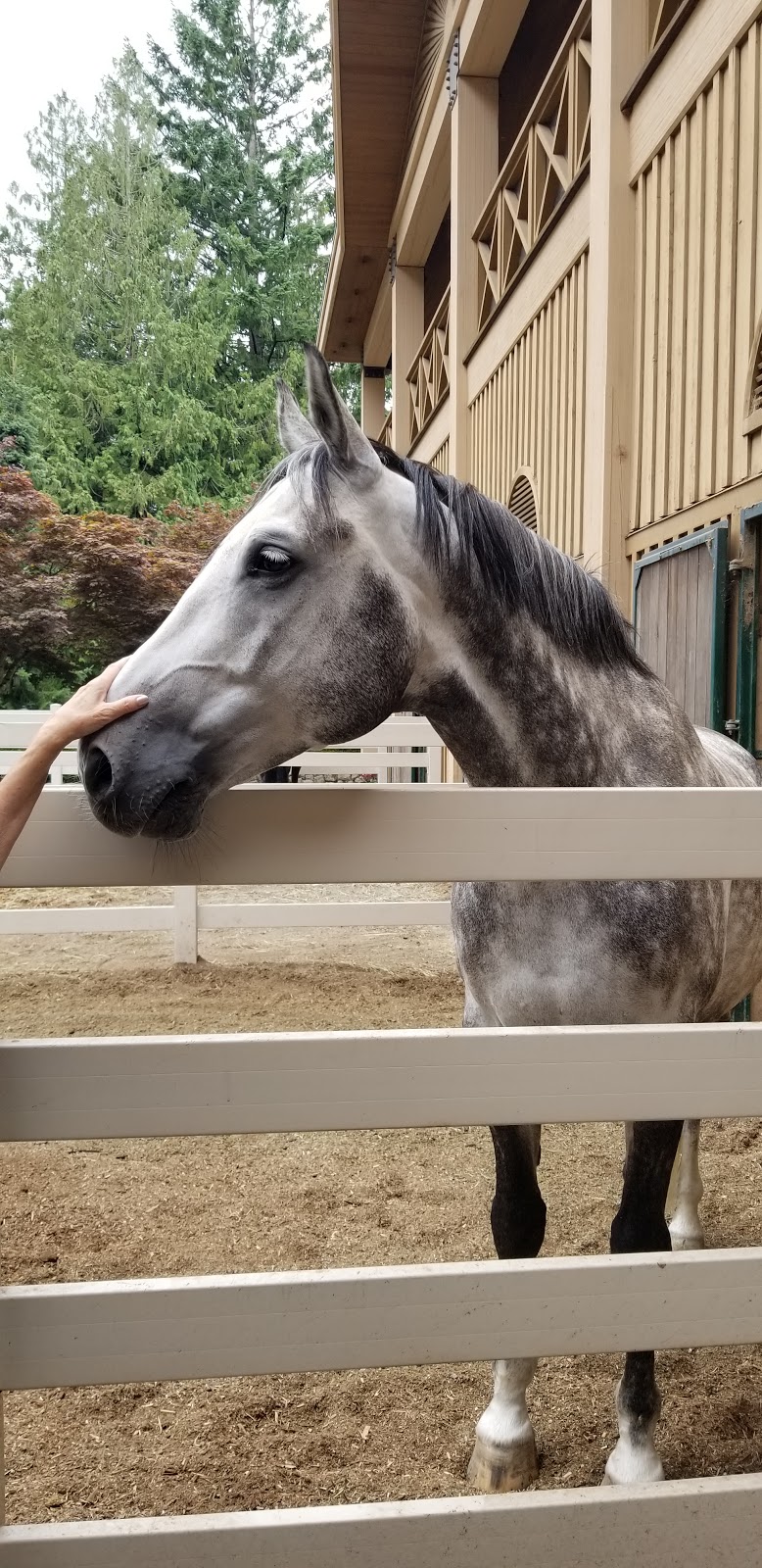 Coastal Equestrian Ltd | 990 Kanishay Road, North Saanich, BC V8L 5L1, Canada | Phone: (250) 889-3232