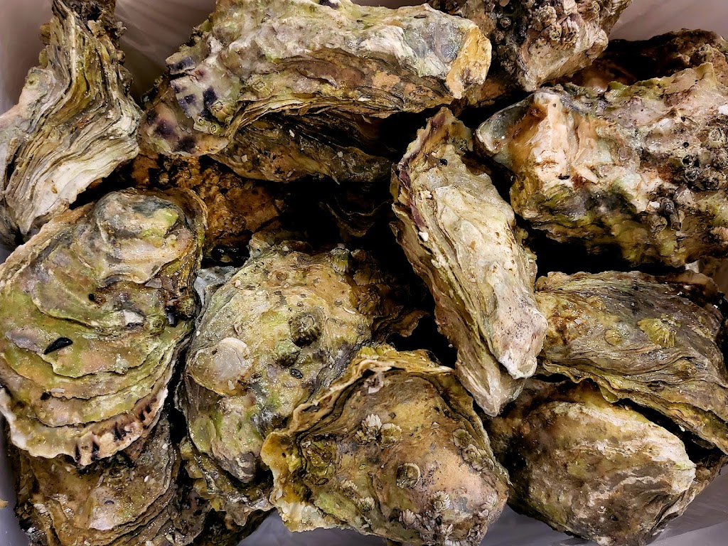 Baynes Sound Oyster Co | 5848 Island Hwy S, Union Bay, BC V0R 3B0, Canada | Phone: (250) 335-2111