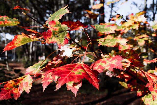 Maple Meadows Campground | 14219 Ceilidh Trail, Strathlorne, NS B0E 1N0, Canada | Phone: (902) 903-2527